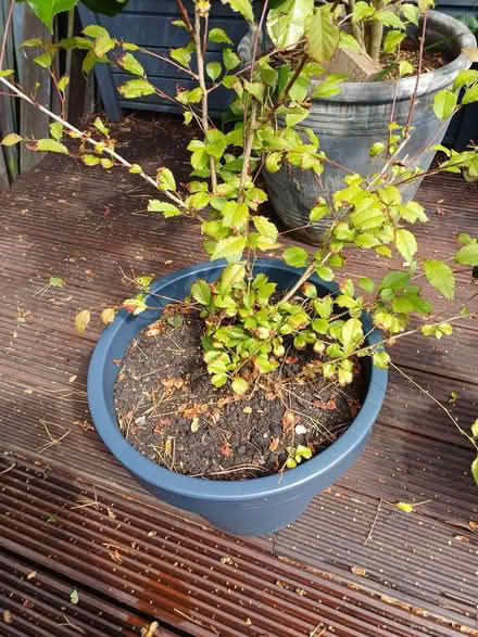 Photo of free Plant (Larkhall) #1