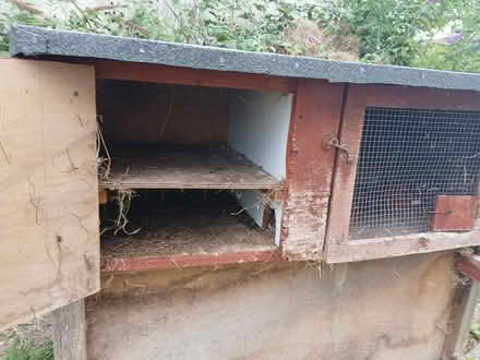 Photo of free Guinea pig hutch (Bridgemary PO13) #2