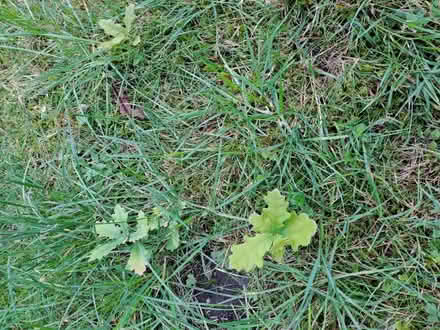 Photo of free Pick your own Oak Trees (Blofield NR13) #1