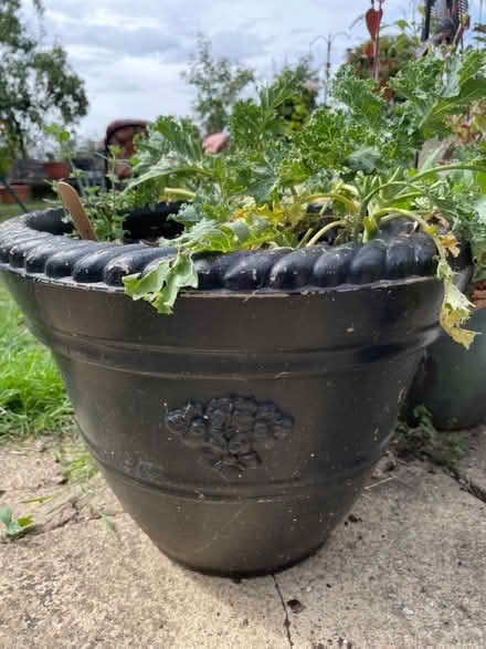 Photo of free Large plastic outdoor pot (Clapham, Bedford) #1
