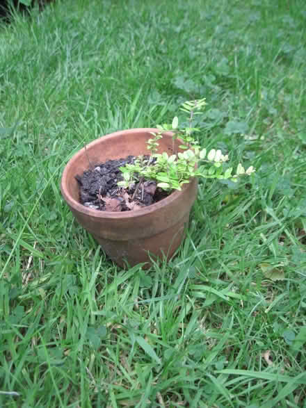 Photo of free Lonicera 'Baggesens Gold' shrub cutting , potted up (Cambuskenneth FK9) #1