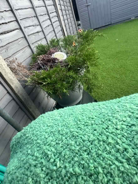 Photo of free Outdoor plants (Streatham Vale) #1