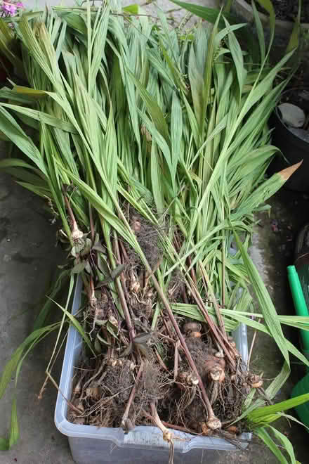 Photo of free a healthy clump of crocosmia corms (Bray Seafront) #1