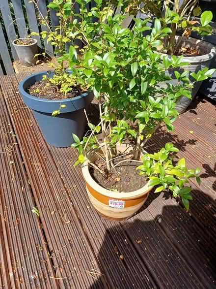 Photo of free Evergreen Srub (Larkhall) #1