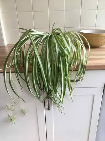 Photo of free Spider Plant (Oxford (near station) OX2) #1