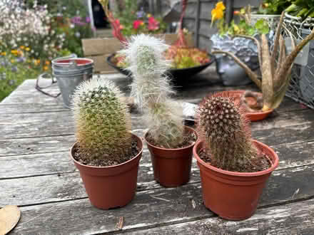 Photo of free Cacti (Hartnup St & Tonbridge Rd ME16) #1