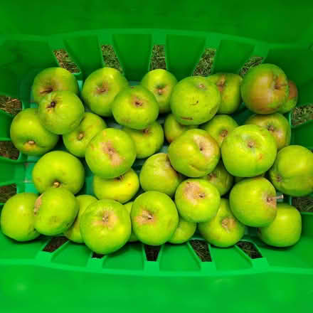 Photo of free Smallish cooking apples (Orton Waterville) #1
