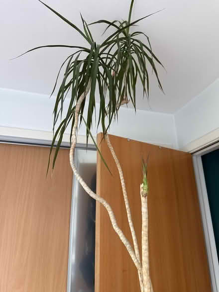 Photo of free House plant 🪴 (West Granton EH5) #2