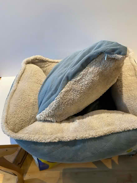 Photo of free Plush bed (Douglas, cork) #3