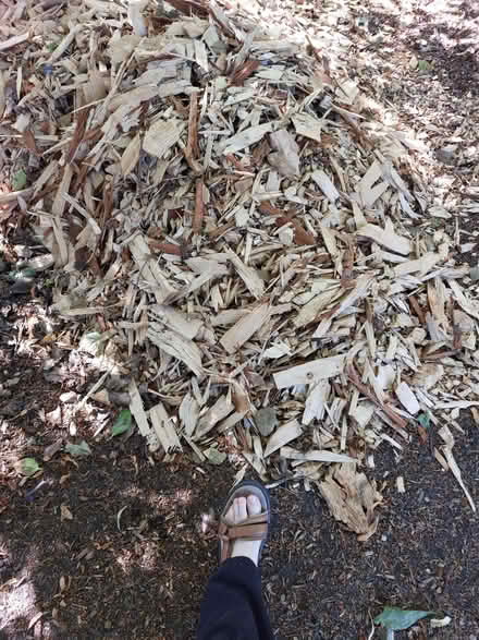 Photo of free Large wood chippings (West End EH12) #2