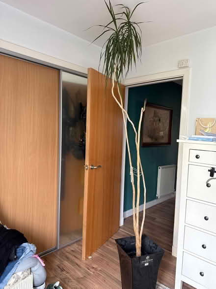 Photo of free House plant 🪴 (West Granton EH5) #1