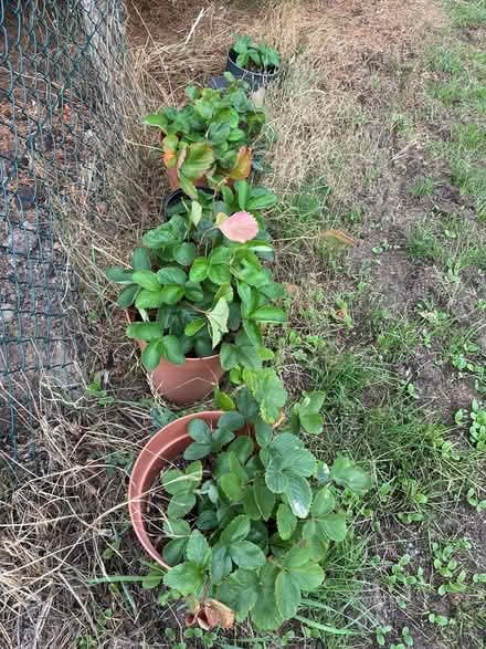Photo of free Strawberry plants (Burnham on Crouch CM0) #1