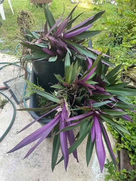 Photo of free Purple plants-oyster plants? (Vero beach fl) #1