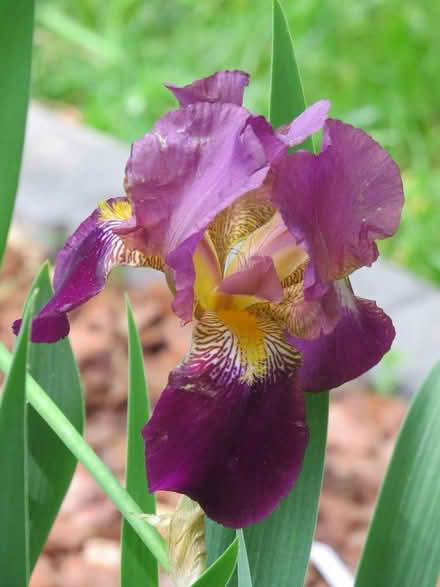 Photo of free Iris Rhizomes (Thornburg - 3 miles off I-95) #1