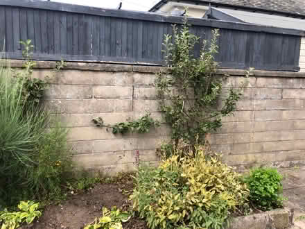 Photo of free Top soil, small apple trees, broom, etc (Craigie DD4) #2