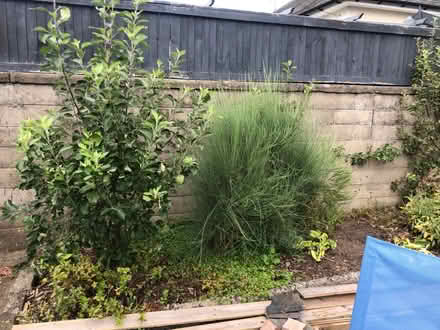 Photo of free Top soil, small apple trees, broom, etc (Craigie DD4) #1