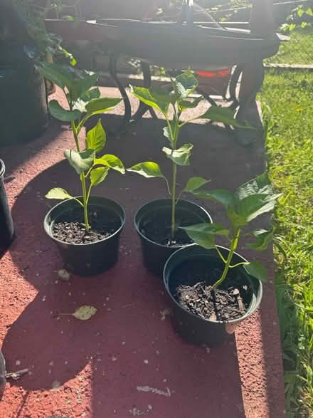 Photo of free Three red bell pepper seedlings (Michigan Park) #1