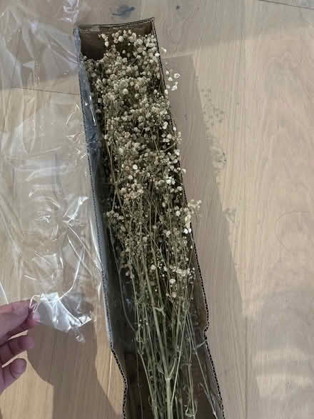 Photo of free Dried flowers (Hoddesdon EN11) #1