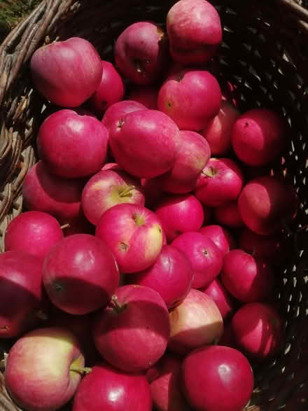 Photo of free Red Apples (Cowley OX4) #1