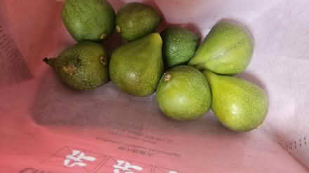 Photo of free Ripe figs (Maple Leaf) #1
