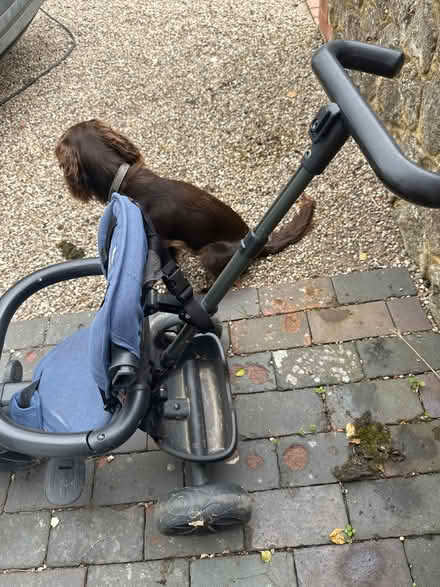 Photo of free Push along trike (TN23) #4