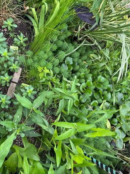 Photo of free POND PLANTS-Water Hyacinths and… (Tuckerton) #2