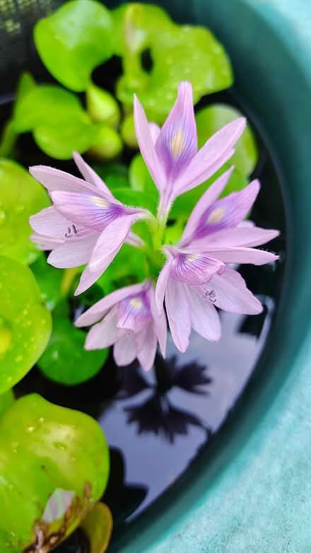 Photo of free Water hyacinth (Basking Ridge) #1