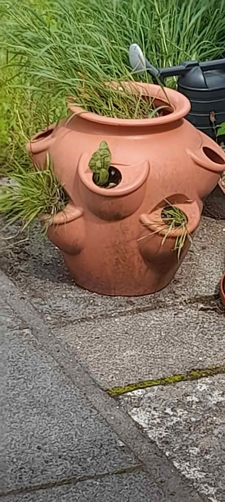 Photo of free Strawberry pot (Kendal (stonecross)) #1