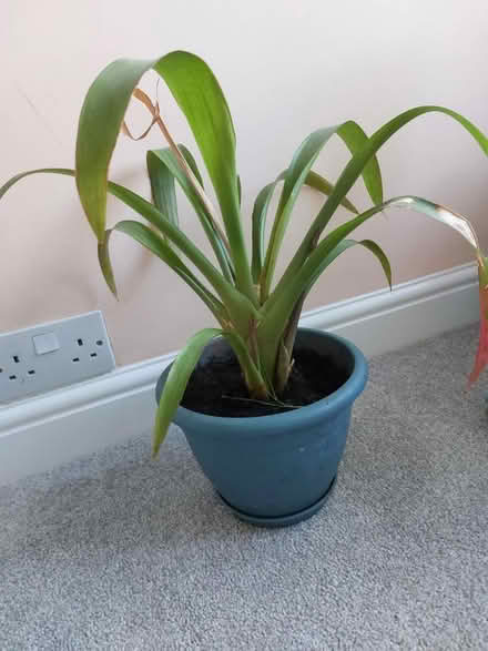 Photo of free Plant (Flackwell heath HP10) #2
