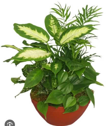 Photo of Plants (Norristown) #1
