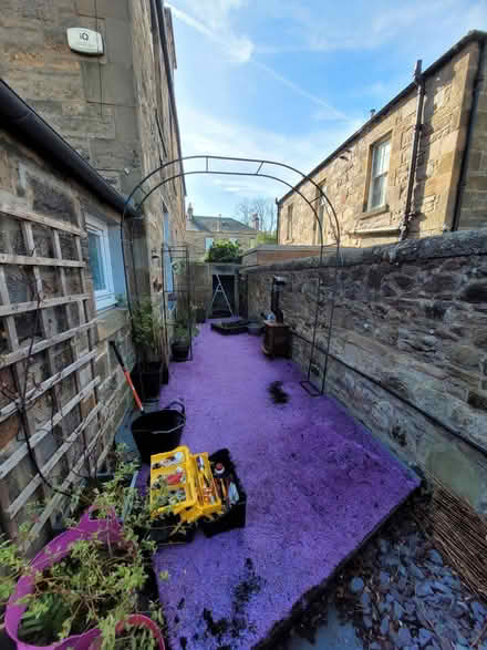 Photo of free Purple artificial grass (Edinburgh EH9) #1
