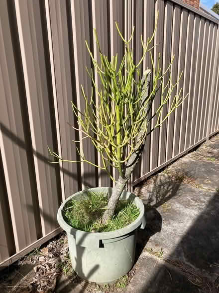 Photo of free Two milkbush plants (Oyster Bay) #1