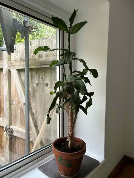 Photo of free Two cacti (CT13) #1