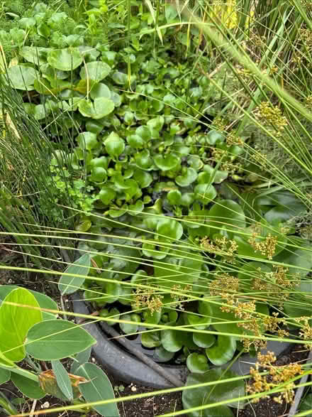 Photo of free POND PLANTS-Water Hyacinths and… (Tuckerton) #1
