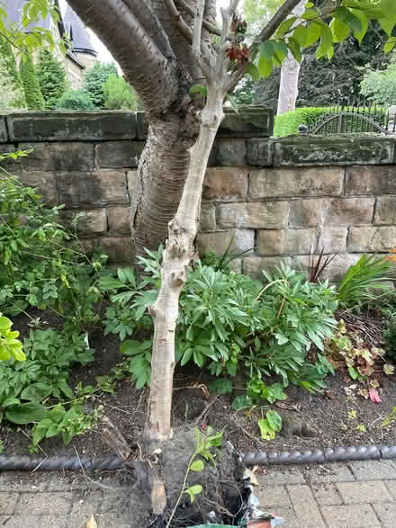 Photo of free Lilac shrubs/bushes (Harrogate HG2) #3