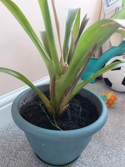 Photo of free Plant (Flackwell heath HP10) #1