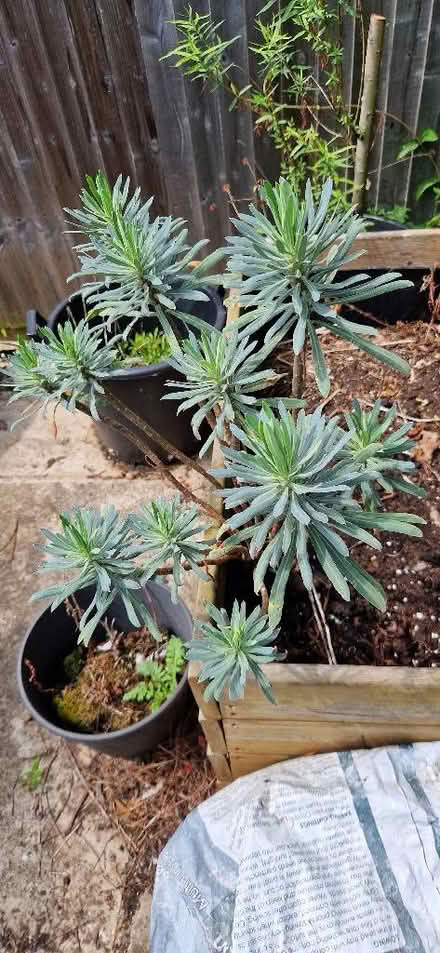 Photo of free Surplus plants (cultivated & wild) including herbs (Shoreham-by-Sea BN43) #3