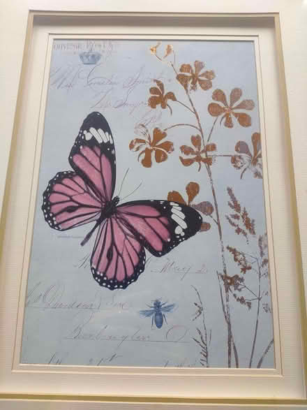 Photo of free Framed Butterfly Print (TN27) #2