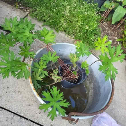 Photo of free Small Hardy geranium (Oaklands nr Welwyn AL6) #1