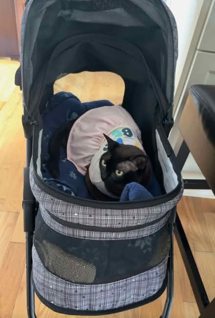 Photo of pet stroller (Wakefield) #1