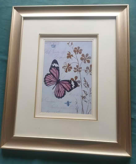 Photo of free Framed Butterfly Print (TN27) #1