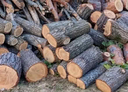Photo of Oak logs (KT4) #1