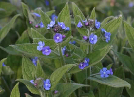 Photo of free Baby Rowan& Maple,Rosemary, Alkanet (Edinburgh EH17) #4