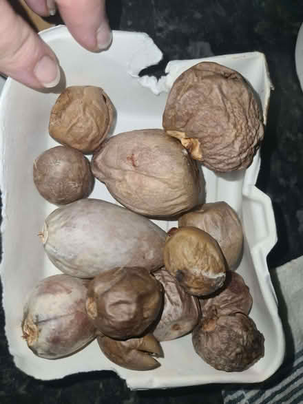 Photo of free Avocado pits (E8) #1