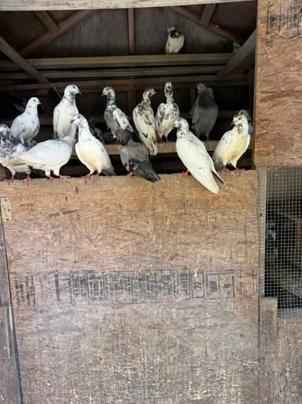 Photo of free Pigeons (Pakistani) (Bowie) #3