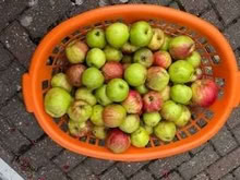 Photo of free More apple fallers (Caldecott OX14) #1