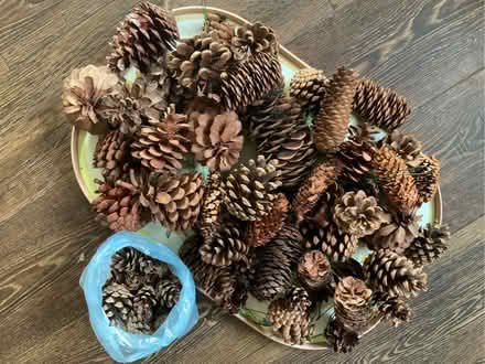 Photo of free Pine Cones (Chigwell IG7) #1