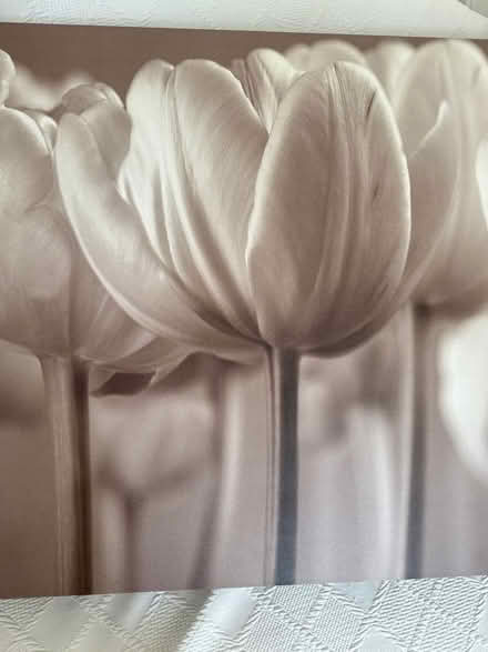 Photo of free tulip print framed picture (Collier row romford. RM5) #2