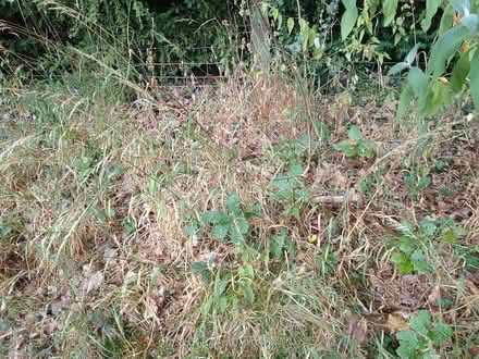 Photo of free Small oak saplings (Edwyn Ralph HR7) #2