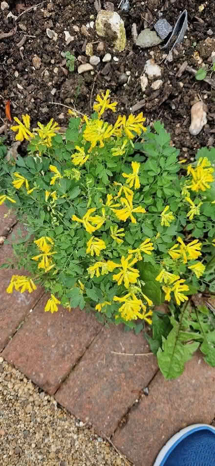 Photo of free Surplus plants (cultivated & wild) including herbs (Shoreham-by-Sea BN43) #4